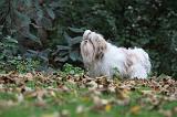 SHIH TZU 097